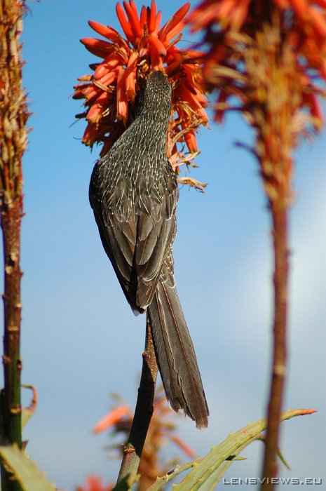 Wattlebird 105 